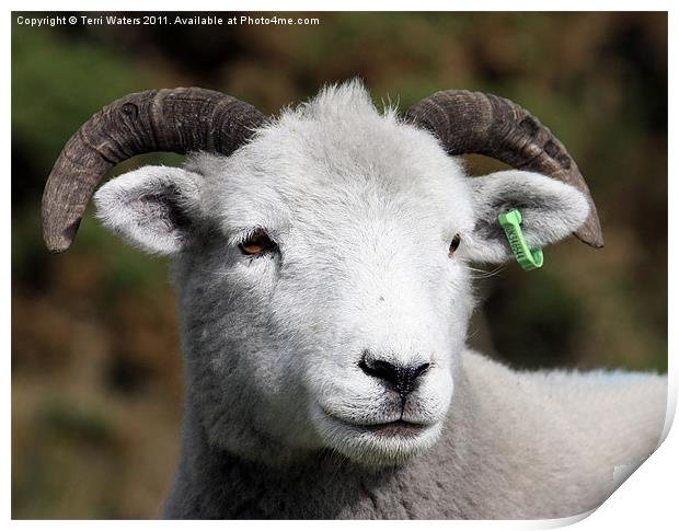Exmoor Horn sheep Print by Terri Waters