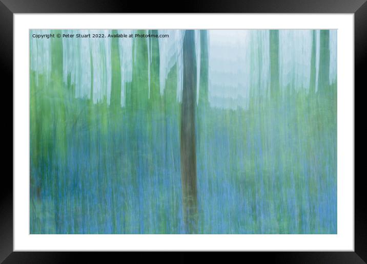 Bluebells and Spring time in the Woods Framed Mounted Print by Peter Stuart