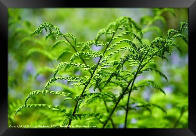 Ferns in the bluebells, Cefn Onn Park, Cardiff Framed Print by Gordon Maclaren