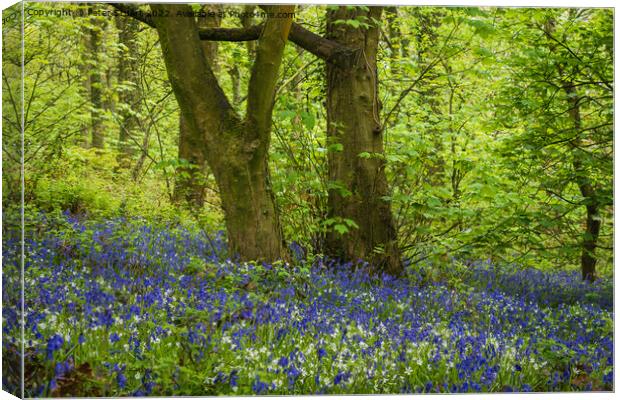 Bluebells and Spring time in the Woods Canvas Print by Peter Stuart