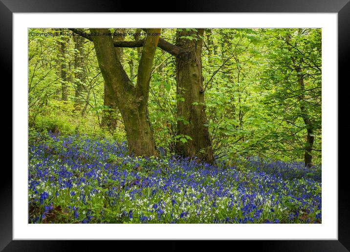 Bluebells and Spring time in the Woods Framed Mounted Print by Peter Stuart