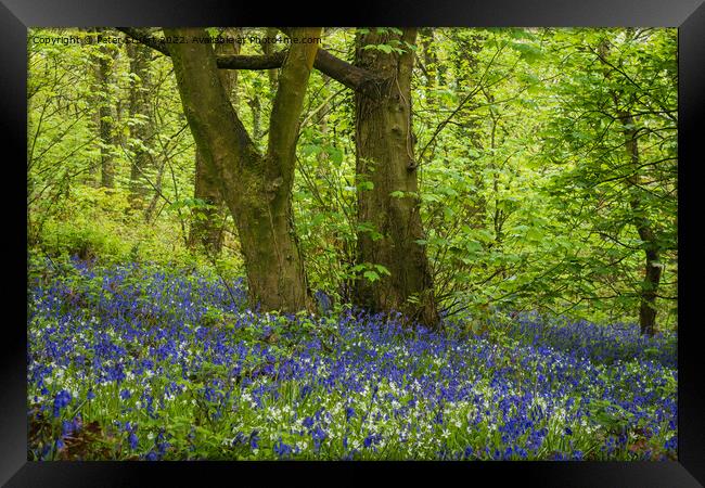Bluebells and Spring time in the Woods Framed Print by Peter Stuart