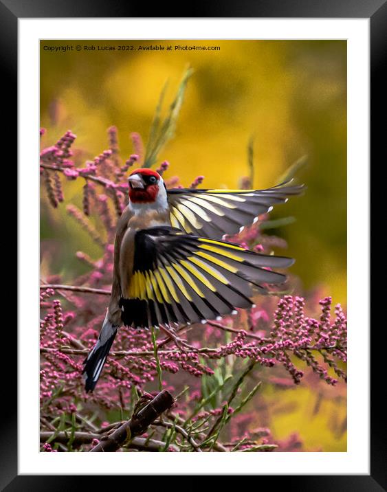 Goldfinch in action Framed Mounted Print by Rob Lucas
