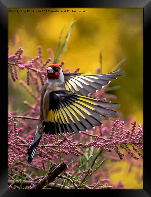 Goldfinch in action Framed Print by Rob Lucas