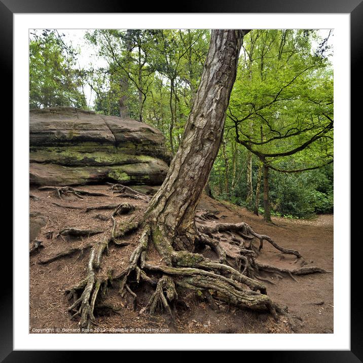 Tree and Root Framed Mounted Print by Bernard Rose Photography