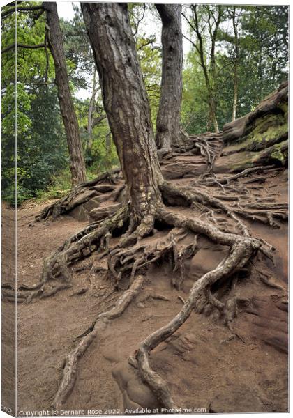 Tree and Root Royden Park Canvas Print by Bernard Rose Photography