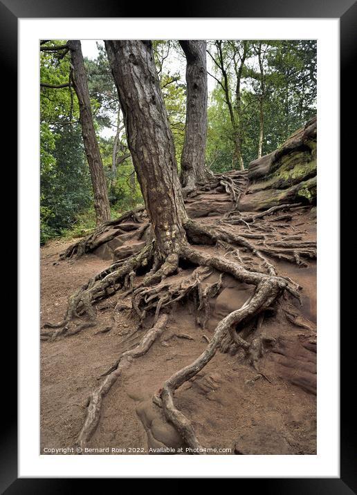 Tree and Root Royden Park Framed Mounted Print by Bernard Rose Photography