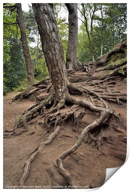 Tree and Root Royden Park Print by Bernard Rose Photography