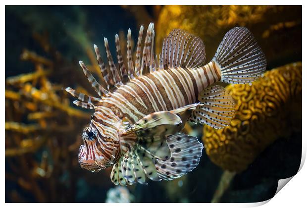 Red Lionfish Venomous Coral Reef Fish Print by Artur Bogacki