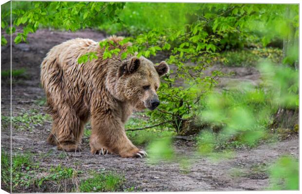 Brown Bear in Forest Canvas Print by Arterra 