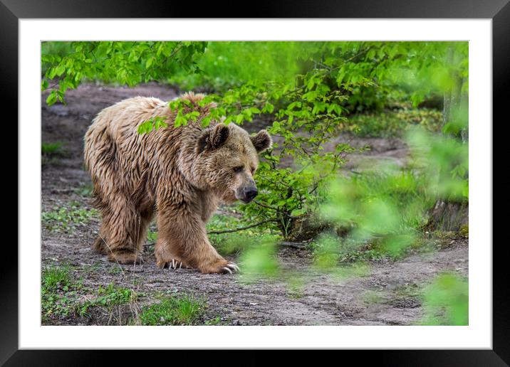Brown Bear in Forest Framed Mounted Print by Arterra 