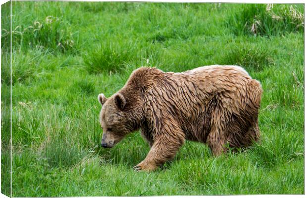 Brown Bear in Grassland Canvas Print by Arterra 