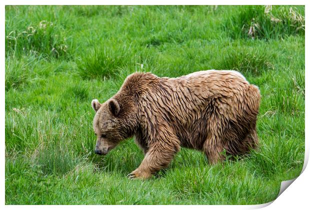 Brown Bear in Grassland Print by Arterra 