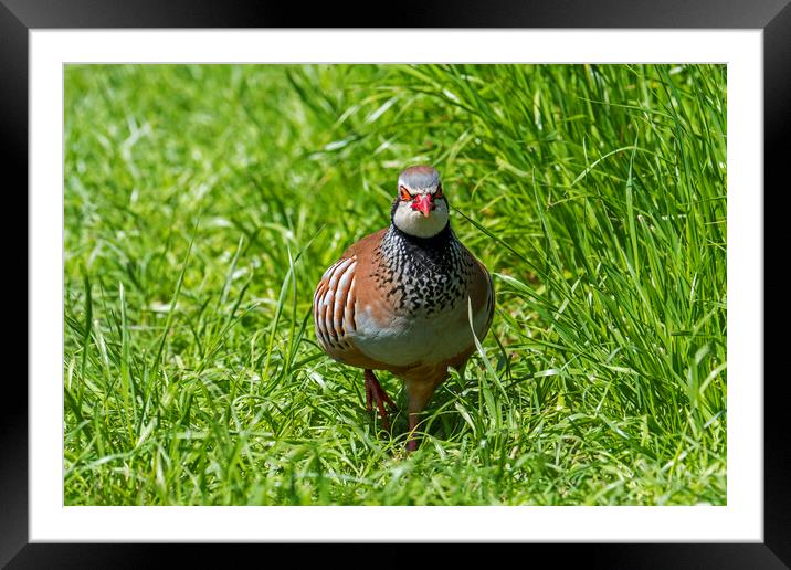 Red-Legged Partridge Framed Mounted Print by Arterra 