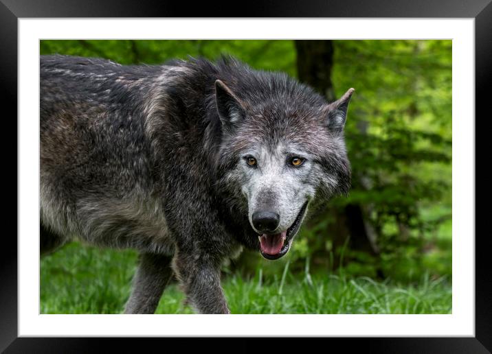 Black Northwestern Wolf Framed Mounted Print by Arterra 