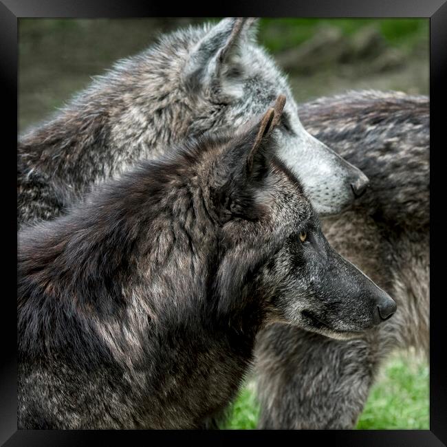 Three Black Timber Wolves Framed Print by Arterra 