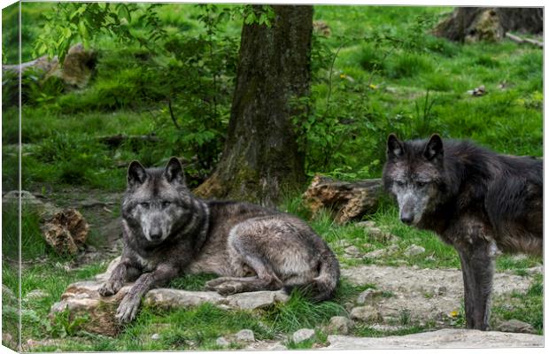 Two Black Timber Wolves in Wood Canvas Print by Arterra 