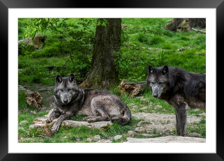 Two Black Timber Wolves in Wood Framed Mounted Print by Arterra 
