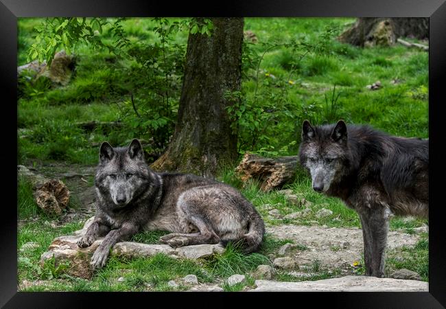 Two Black Timber Wolves in Wood Framed Print by Arterra 