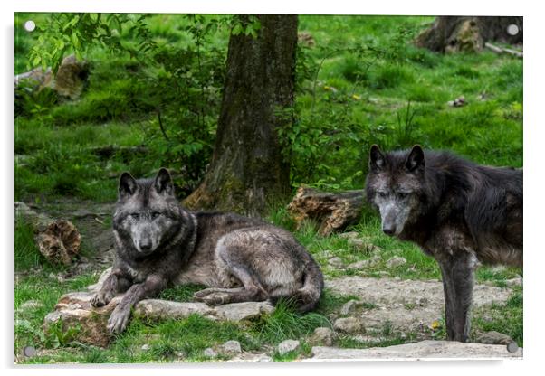 Two Black Timber Wolves in Wood Acrylic by Arterra 