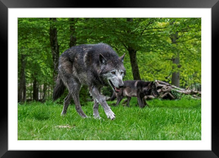 Black Wolves Hunting in Woodland Framed Mounted Print by Arterra 