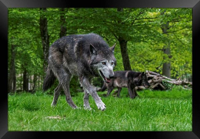 Black Wolves Hunting in Woodland Framed Print by Arterra 
