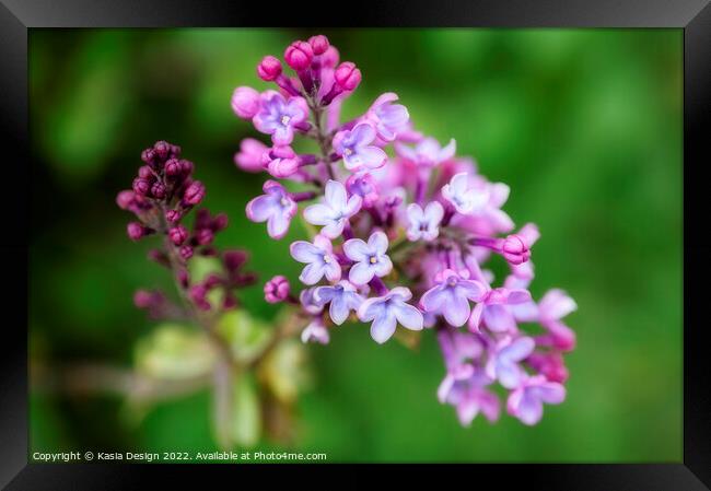 Pretty Lilac Blossom Framed Print by Kasia Design