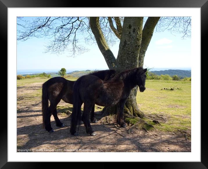 Quantock ponies in the shade Framed Mounted Print by Sheila Ramsey