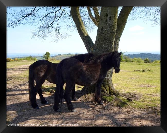 Quantock ponies in the shade Framed Print by Sheila Ramsey