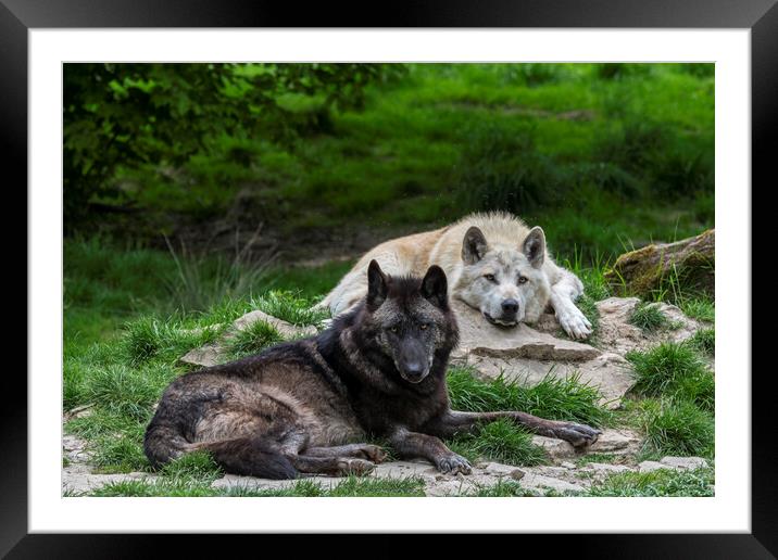 Black and White Wolves Framed Mounted Print by Arterra 