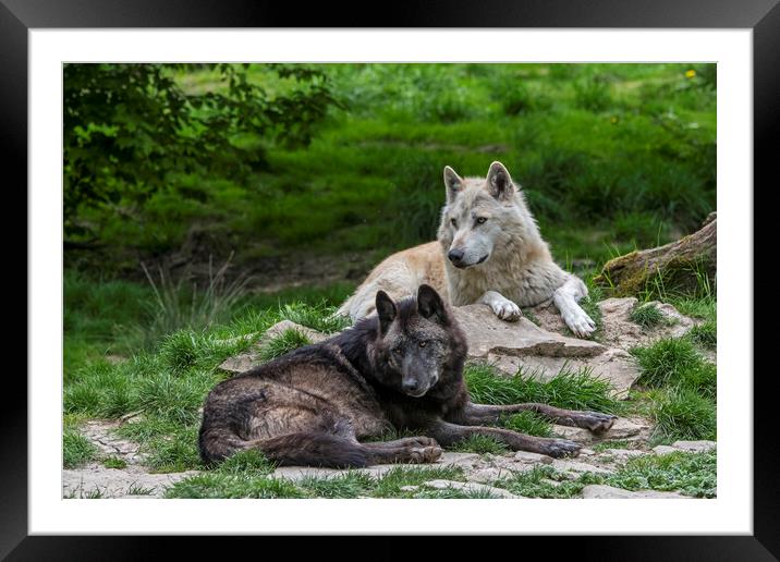 Black and White Timber Wolves Framed Mounted Print by Arterra 