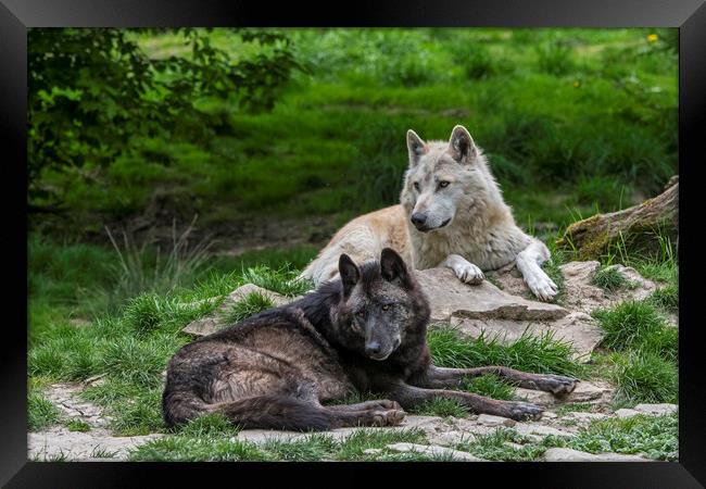 Black and White Timber Wolves Framed Print by Arterra 