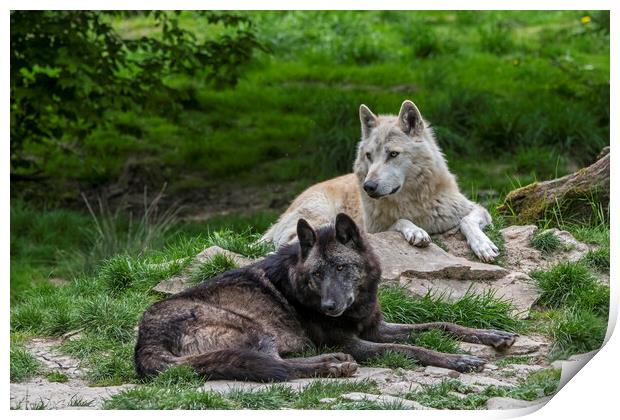 Black and White Timber Wolves Print by Arterra 