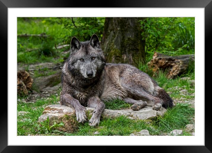 Black Wolf in Wood Framed Mounted Print by Arterra 