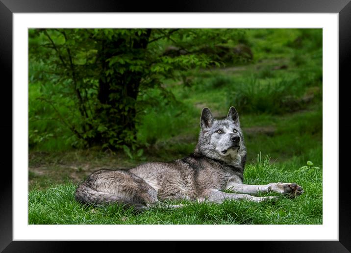 Mackenzie Valley Wolf in Woodland Framed Mounted Print by Arterra 