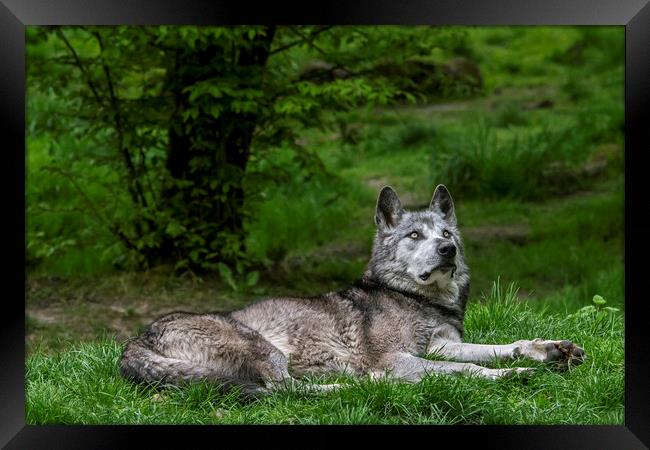 Mackenzie Valley Wolf in Woodland Framed Print by Arterra 
