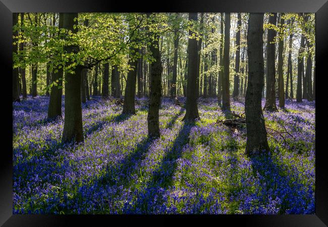 Bluebell Woods  Framed Print by Graham Custance