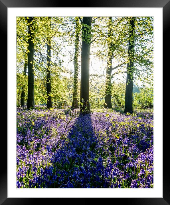 Bluebell Woods  Framed Mounted Print by Graham Custance