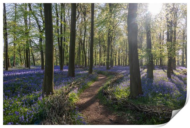 Bluebell Woods  Print by Graham Custance