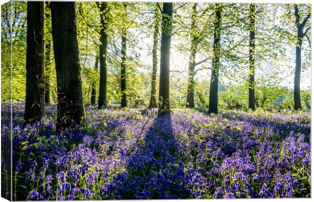 Bluebell Woods  Canvas Print by Graham Custance