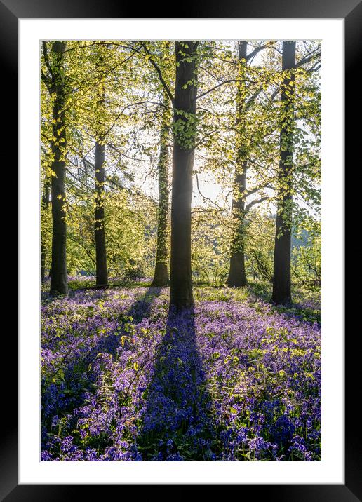 Bluebell Woods  Framed Mounted Print by Graham Custance