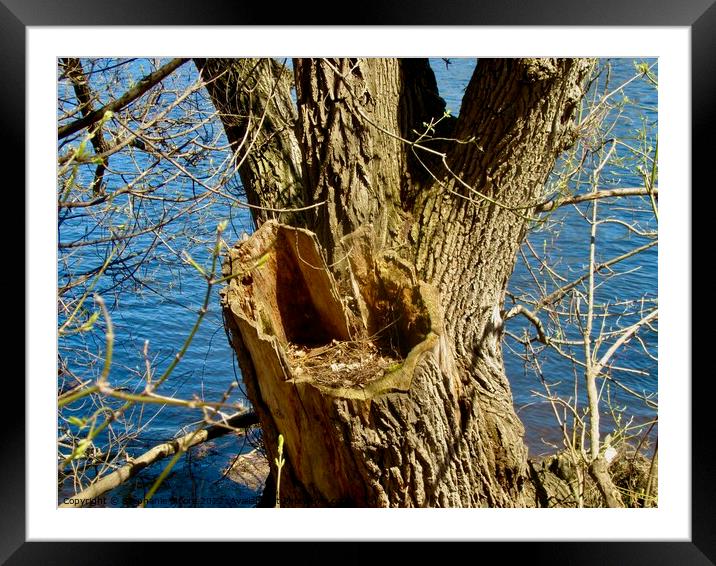 Old tree Framed Mounted Print by Stephanie Moore