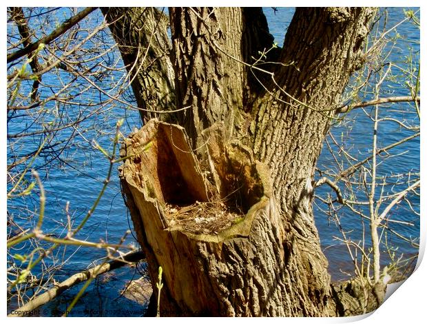 Old tree Print by Stephanie Moore