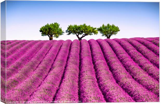 Lavender field and trees on the top of the hill. Provence, France Canvas Print by Stefano Orazzini