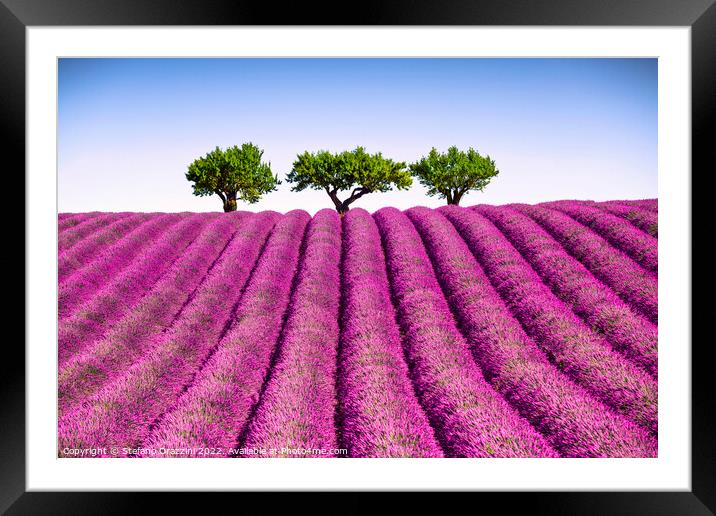 Lavender field and trees on the top of the hill. Provence, France Framed Mounted Print by Stefano Orazzini