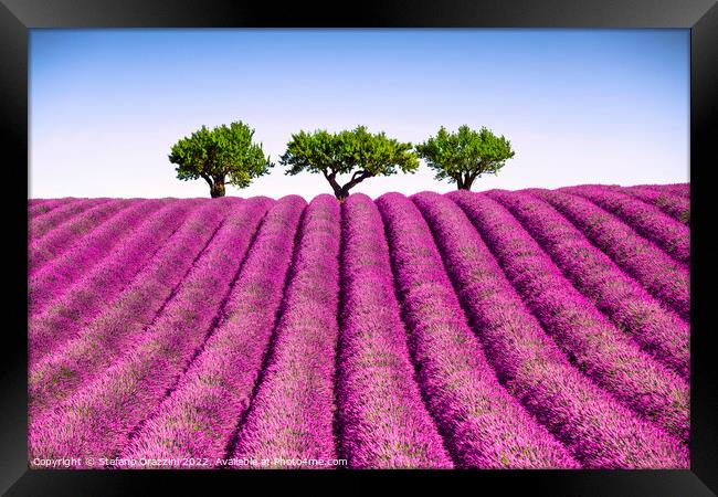 Lavender field and trees on the top of the hill. Provence, France Framed Print by Stefano Orazzini