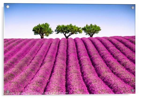 Lavender field and trees on the top of the hill. Provence, France Acrylic by Stefano Orazzini