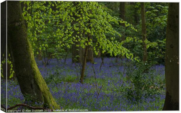 Spring in the woods Canvas Print by Alan Dunnett