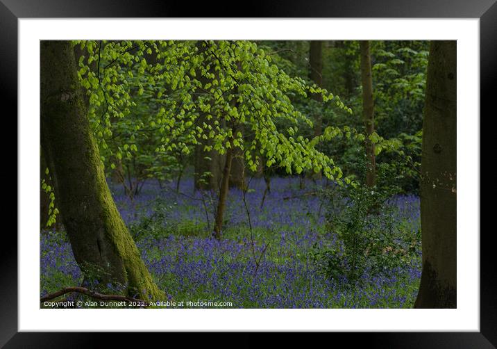 Spring in the woods Framed Mounted Print by Alan Dunnett