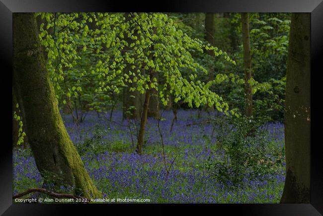 Spring in the woods Framed Print by Alan Dunnett